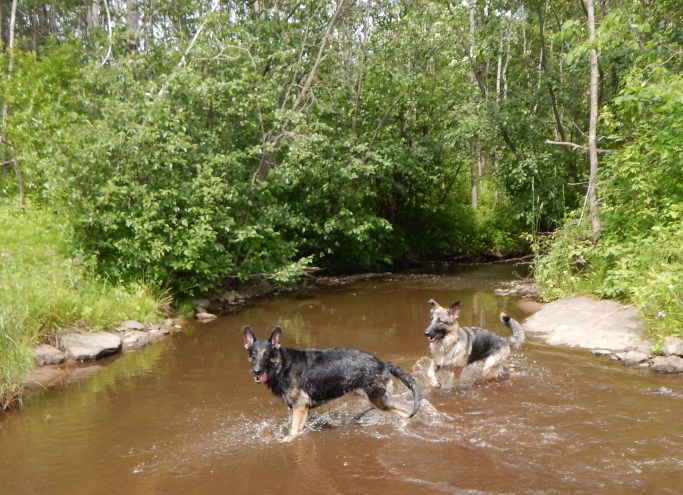 DSCN1301 - Copie.JPG