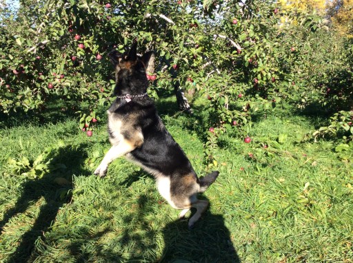 Lizbeth aux pommes (automne 2014).