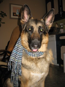 Un petit accessoire supplémentaire, rien ne dérange ce chien!