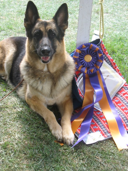 Compétition FCC - meilleur vétérans (chien de 8 ans et plus) de l'exposition