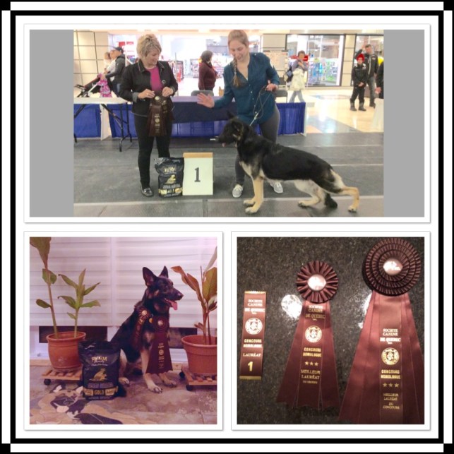 Première compétition de l'année 2015 avec Lizbeth. Résultat: meilleur chien champion canadien de l'exposition!